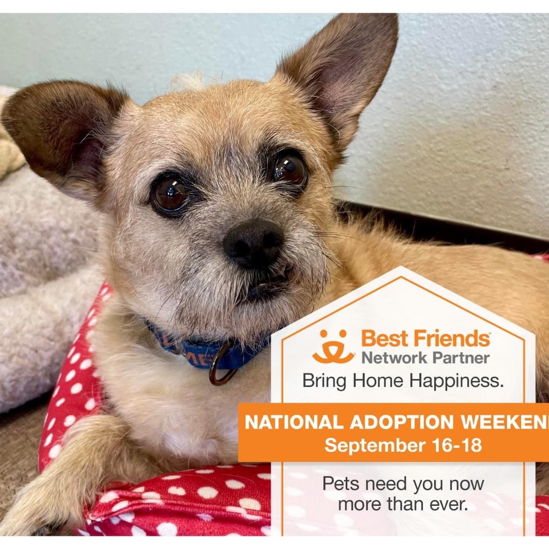 Best Friends National Adoption Weekend, September 16 -18, 2022 – The Pet  Adoption Center of Orange County