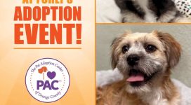 Adoption Event at Furly's in Lake Forest, Sat. May 24th