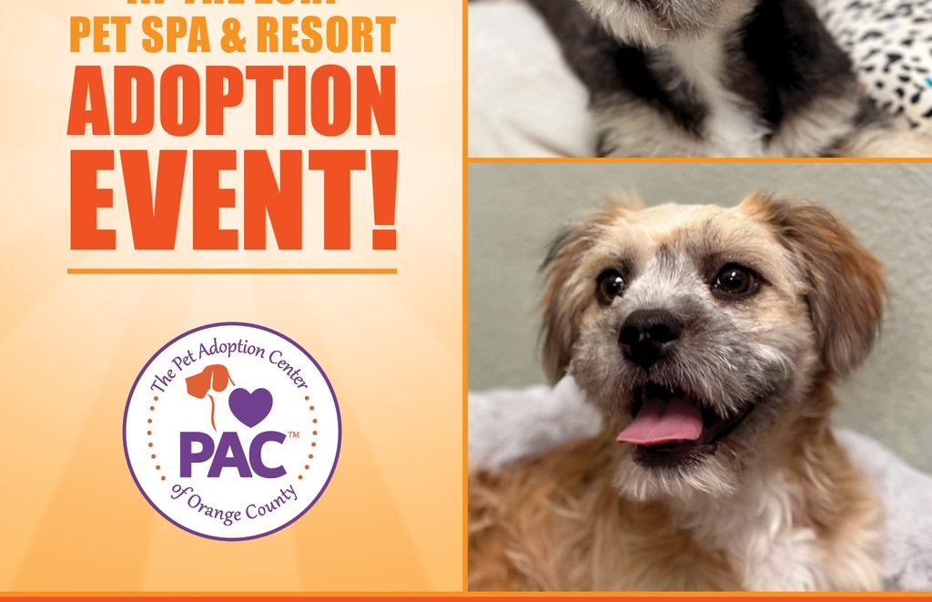 Adoption Event in Rancho Santa Margarita