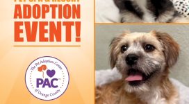 Adoption Event in Rancho Santa Margarita