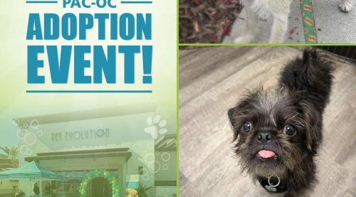 Home – The Pet Adoption Center of Orange County